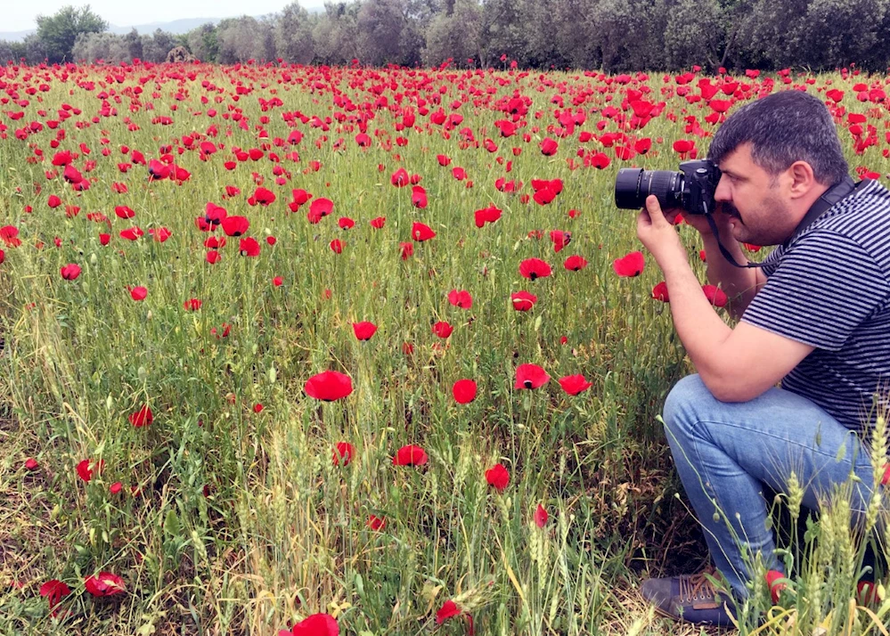 Tarlalarda açan gelincikler, yoldan geçenleri büyülüyor