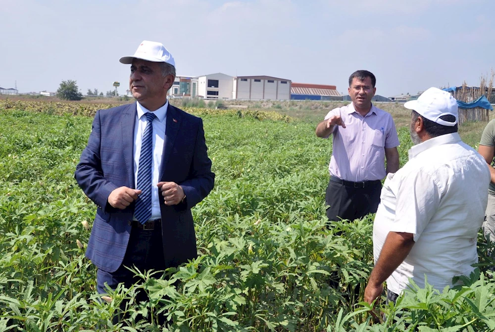 Getirisi en yüksek alternatif ürün, bamya