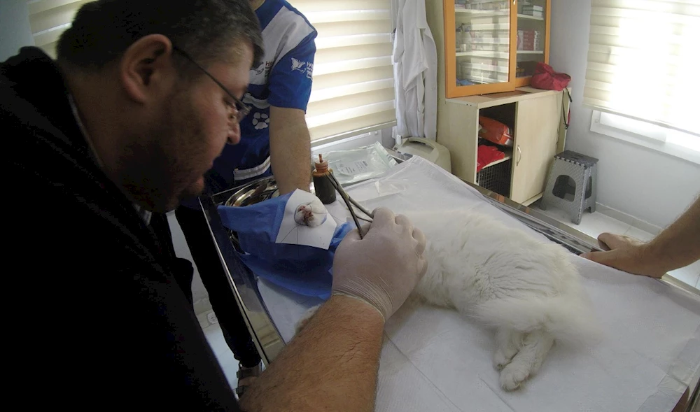 Yüksekten düşüp ayağı kırılan ve dudağı yırtılan kediye tedavi