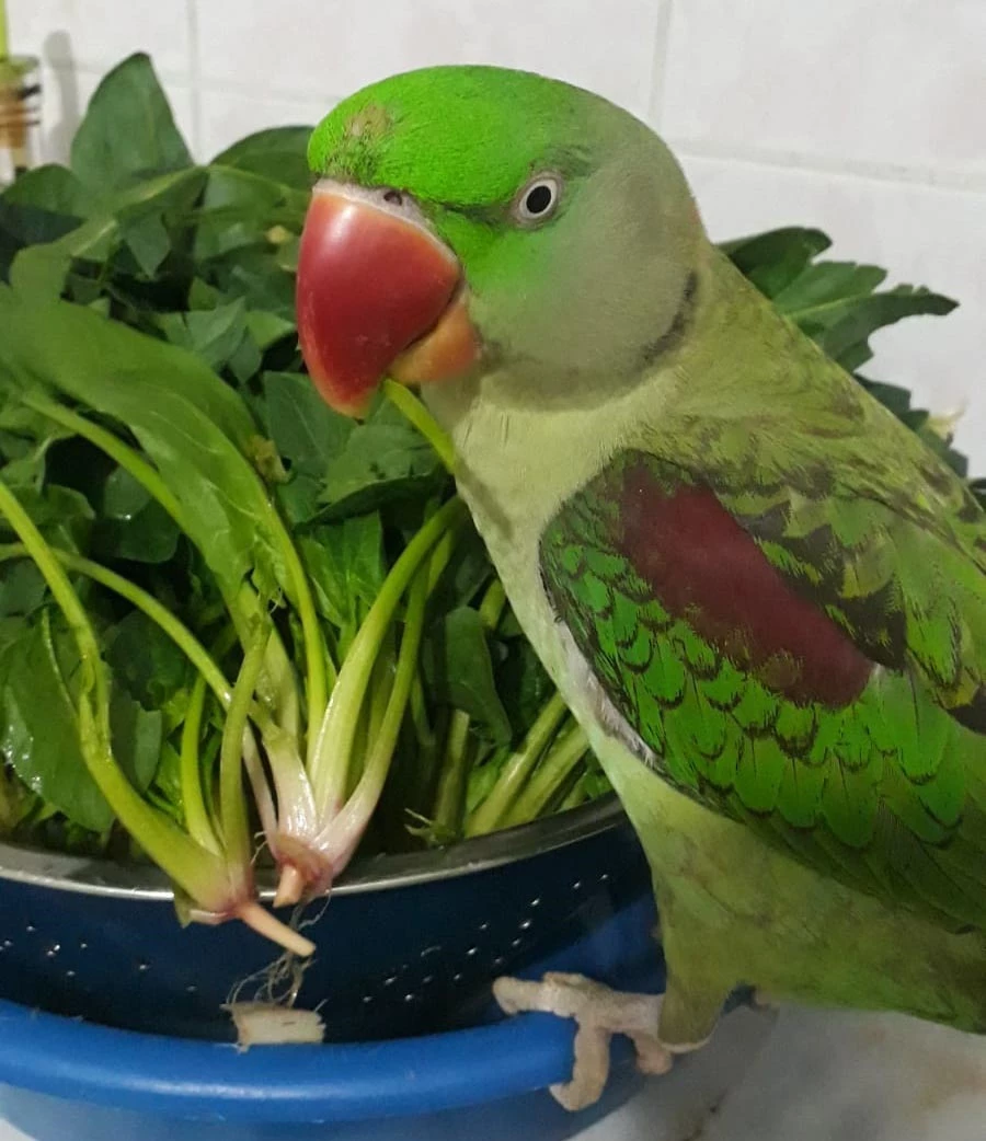 Kayıp `Badem`i bulan ödüllendirilecek