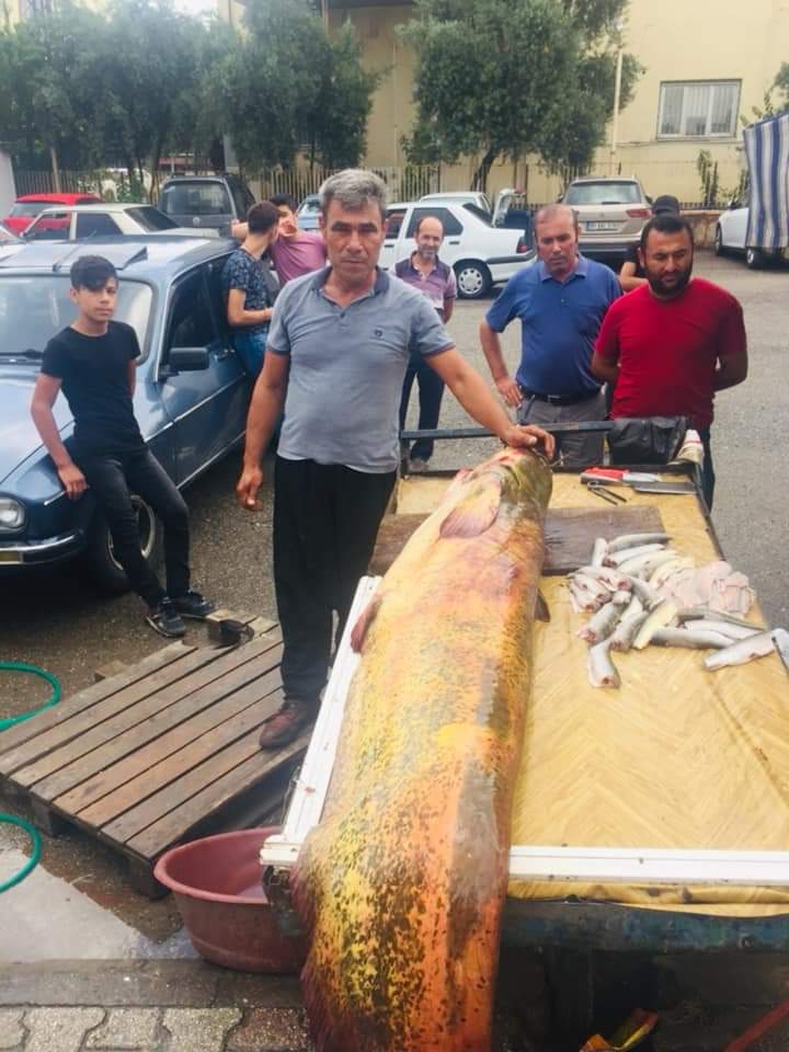Ağ ile 2, 5 metre uzunluğunda, 110 kilo ağırlığında balık yakalandı